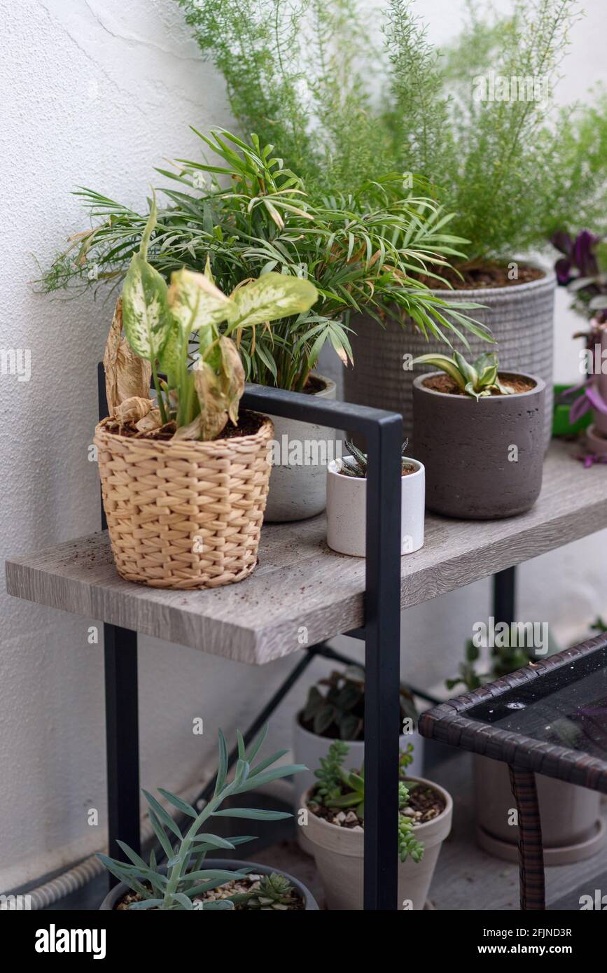 Piante e fiori in un balcone urbano. Pianta su mobili esterni, balcone Giardino. Messa a fuoco selettiva. Foto Stock