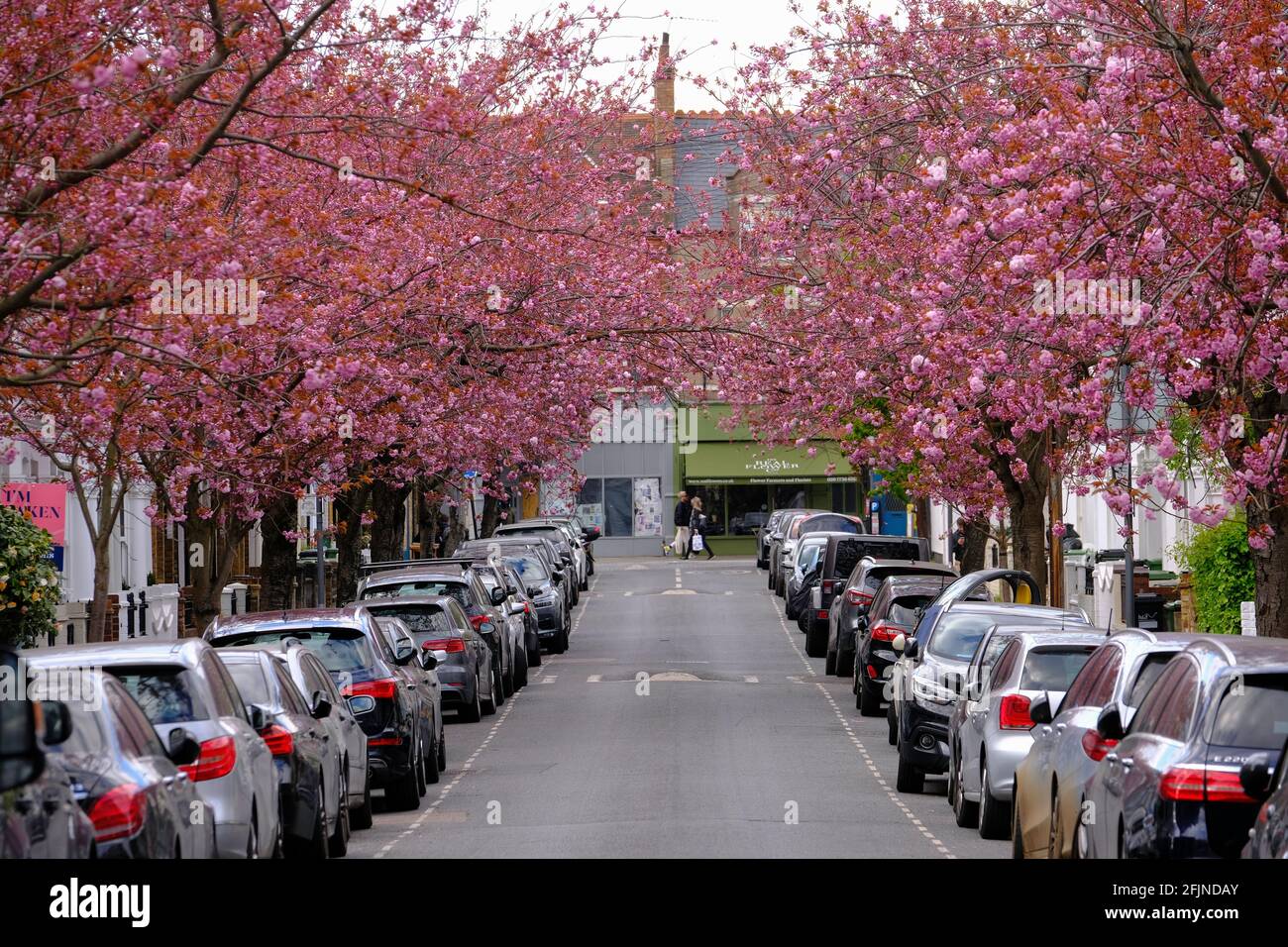 Spring Blossom, Linver Road, SW6, Londra, Regno Unito Foto Stock