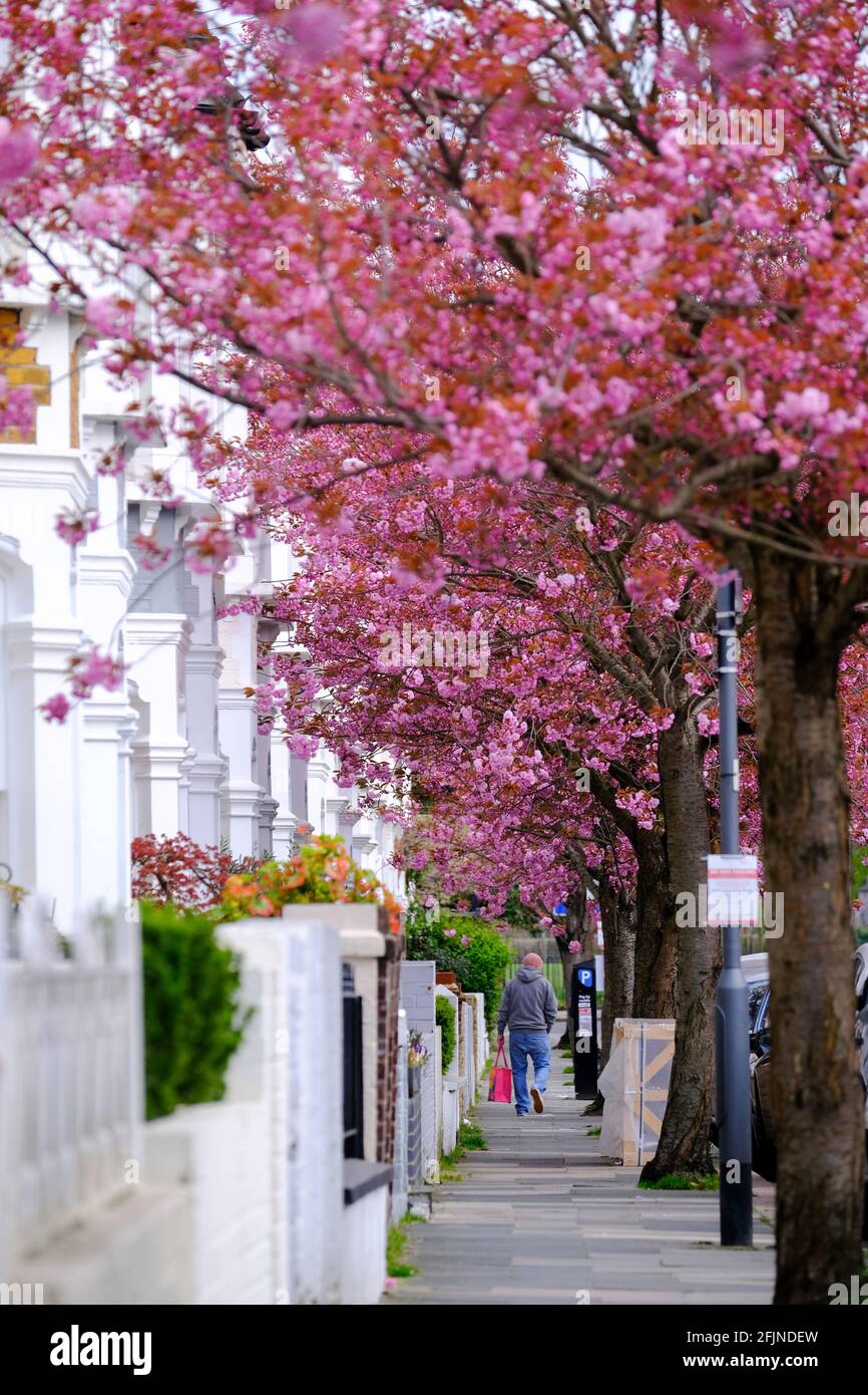 Spring Blossom, Linver Road, SW6, Londra, Regno Unito Foto Stock