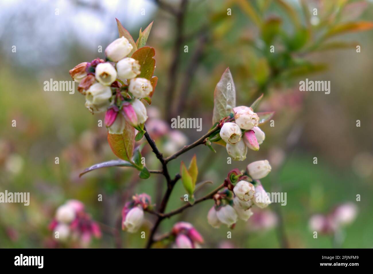 pianta di mirtillo in piena fioritura di primavera Foto Stock