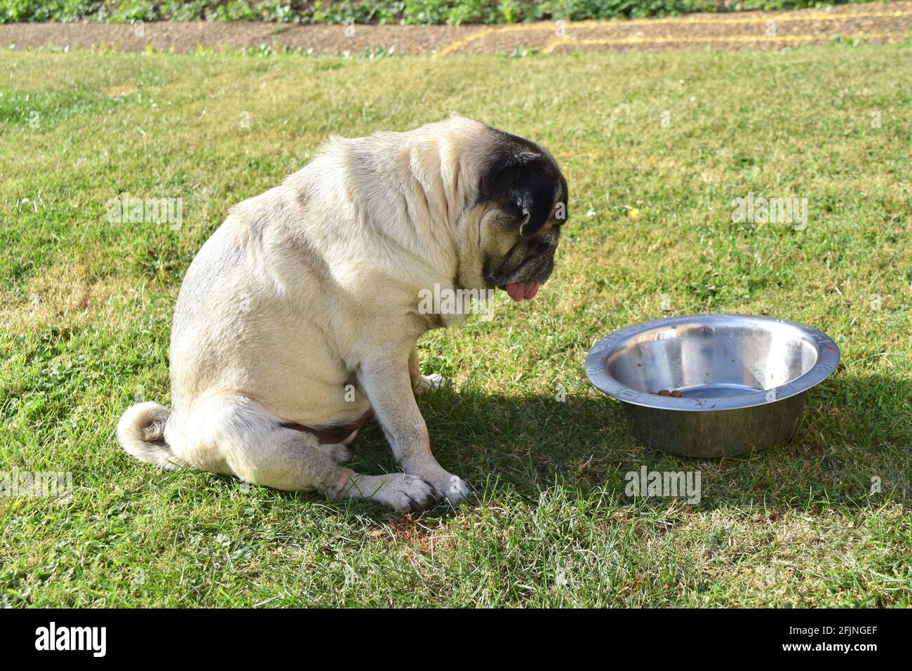 Caraffa di cane guardando divertente dalla sua ciotola di alimentazione su erba verde in una giornata di sole. Foto Stock