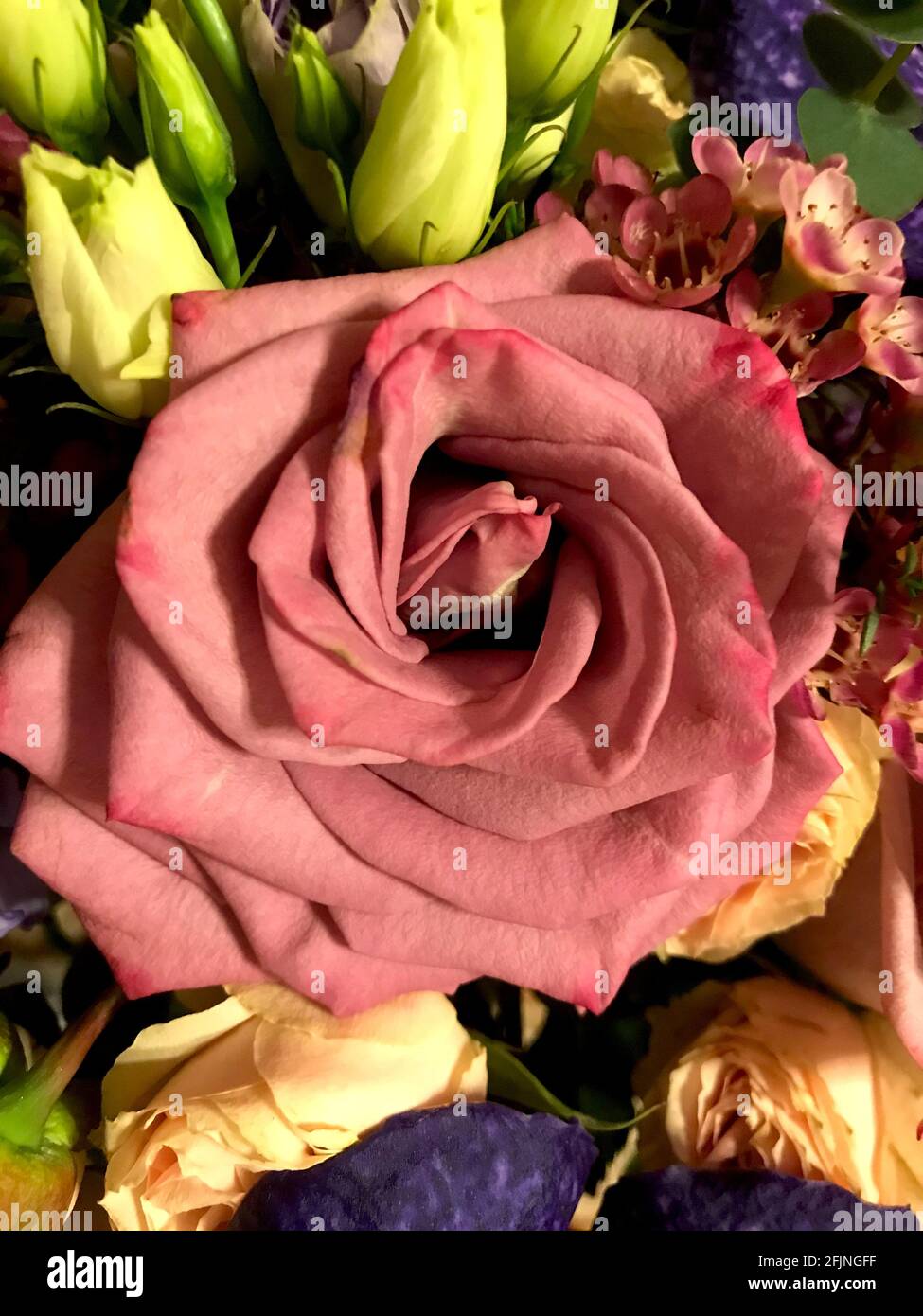 Incredibile fiore rosa primo piano Foto Stock