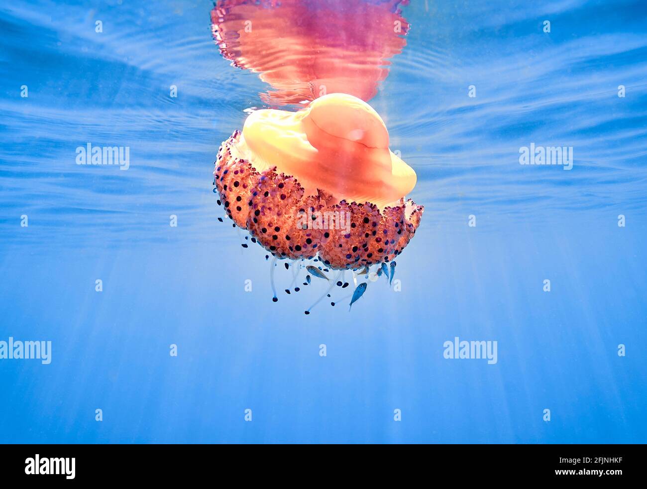 Cotylorhiza Tubercolata, pesce giallo fritto che galleggia appena sotto la superficie blu dell'acqua del mare. Un riflesso viene distorto dalle onde. Piccoli pesci sono hidi Foto Stock