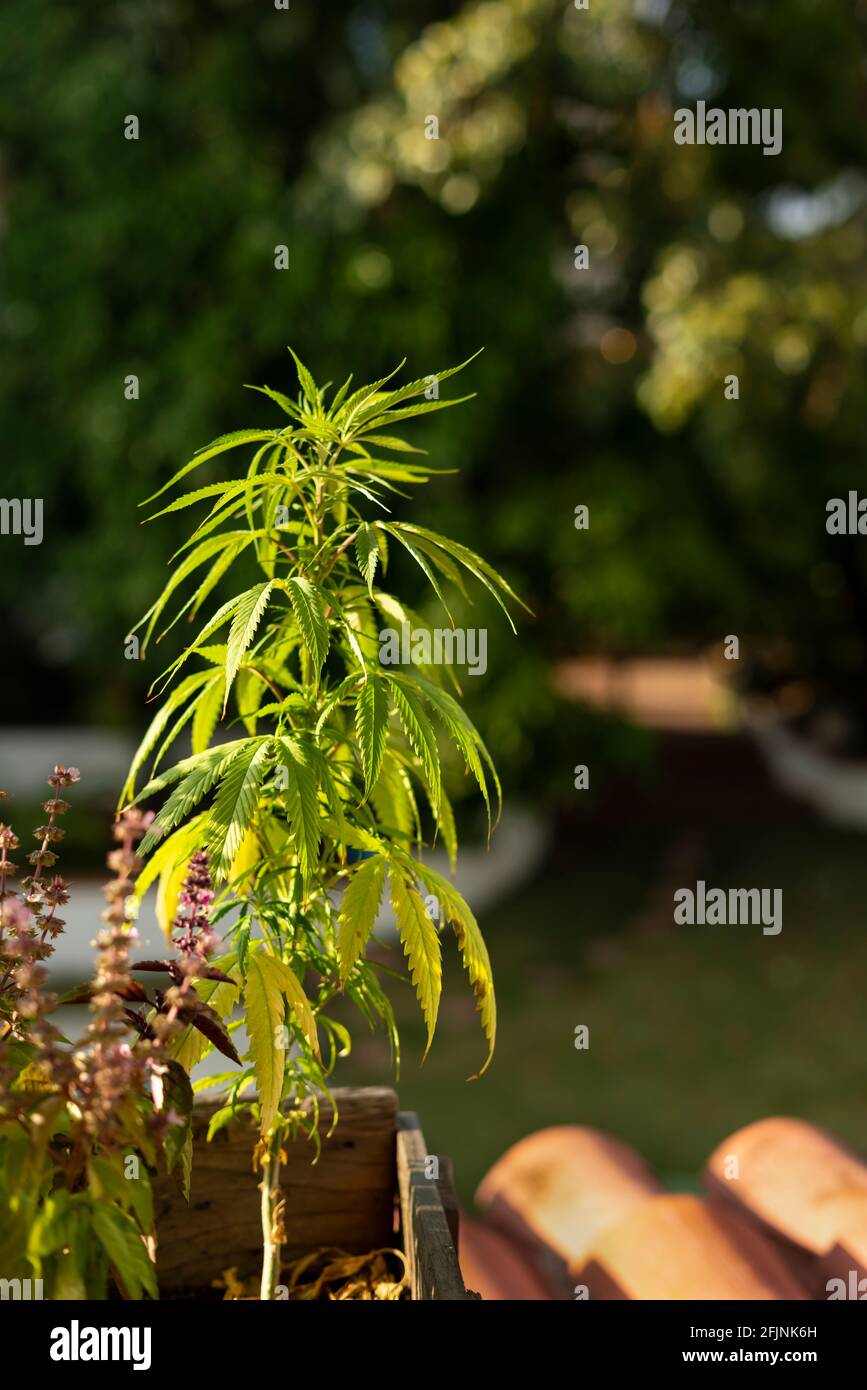 coltivazione di cannabis nel giardino dietro per medicinali e. uso ricreativo Foto Stock