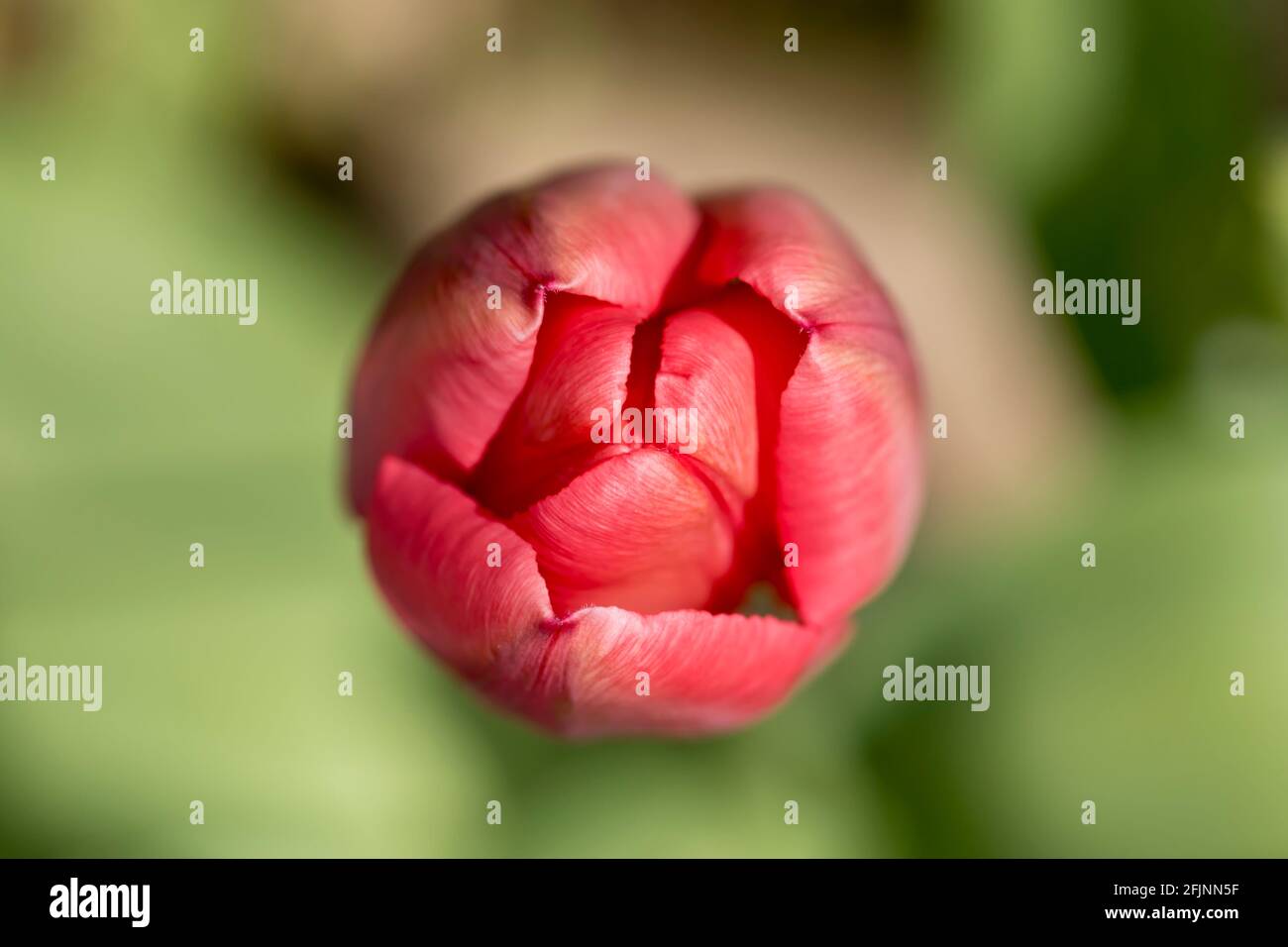 Vista dall'alto di un fiore di tulipano rosso che sta per aprirsi con sfondo sfocato Foto Stock