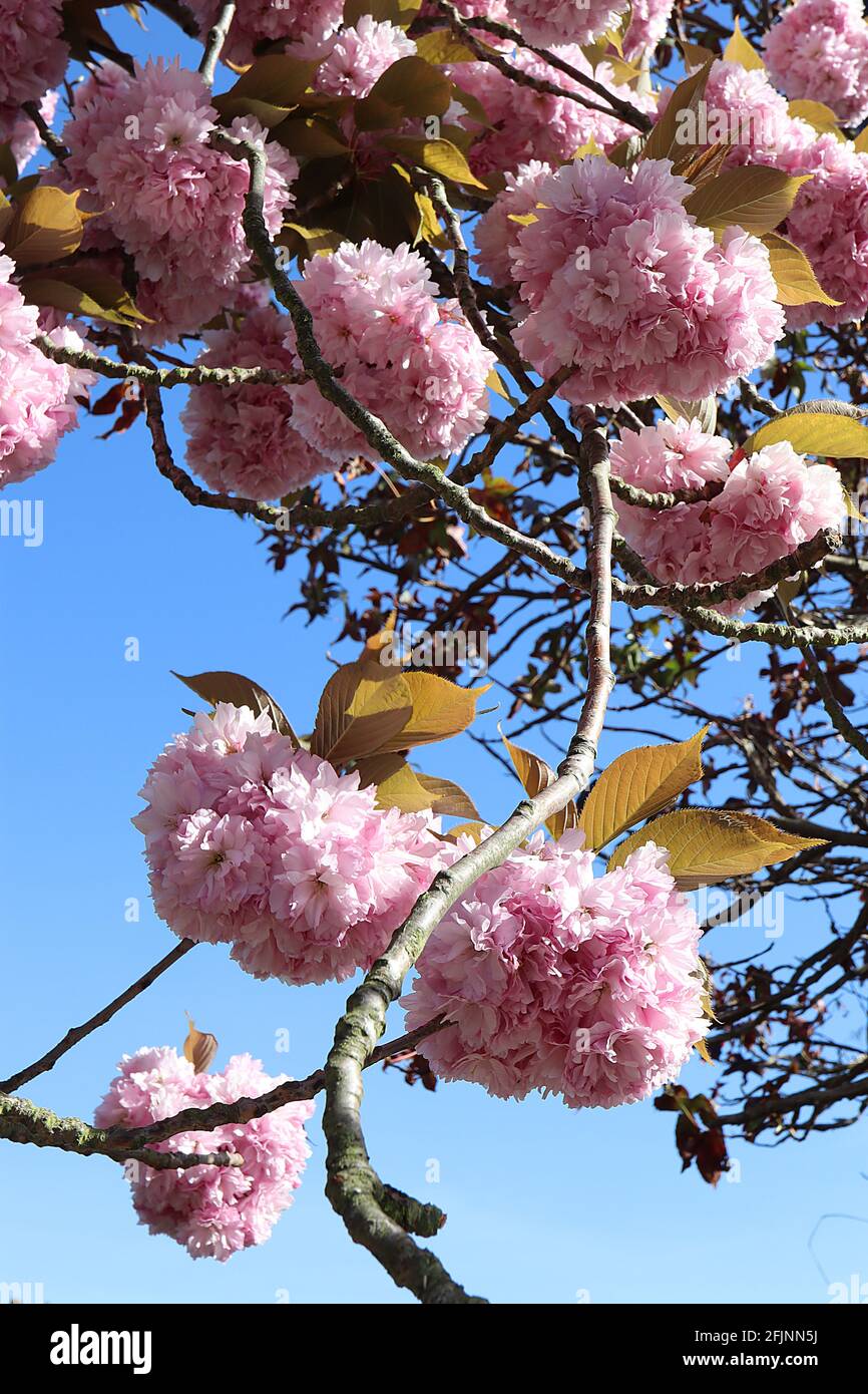 Prunus ‘Kanzan’ la fioritura dei ciliegi Kanzan – grappoli di doppi fiori rosa, aprile, Inghilterra, Regno Unito Foto Stock