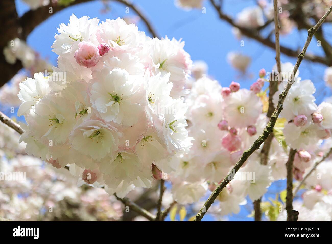 Prunus 'Ichiyo' Ichiyo Cherry Blossom – grappoli di conchiglie rosa fiori  doppi, aprile, Inghilterra, Regno Unito Foto stock - Alamy