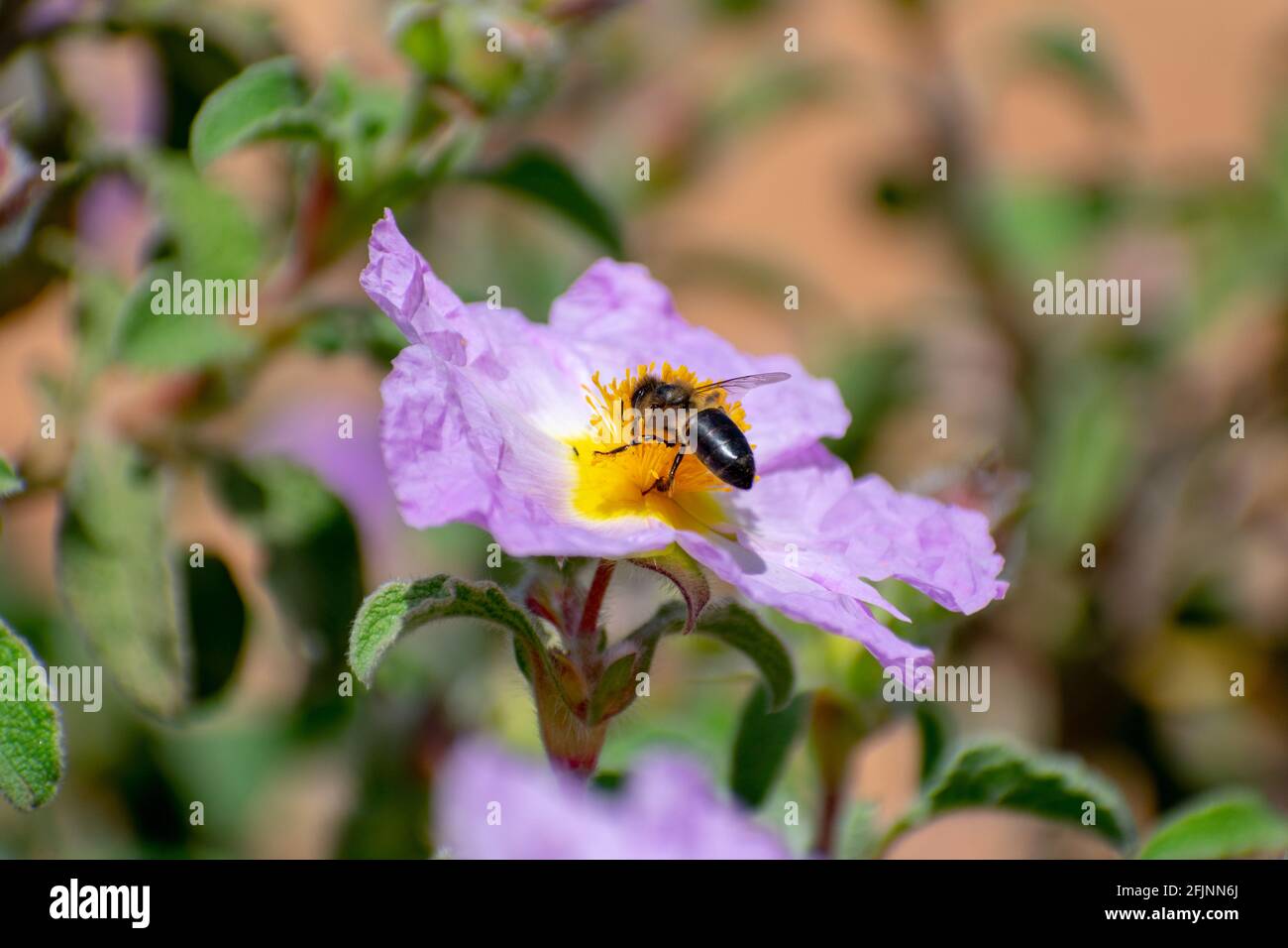 Primo piano del Cisto lievitato grigio (Cistus albidus) Foto Stock