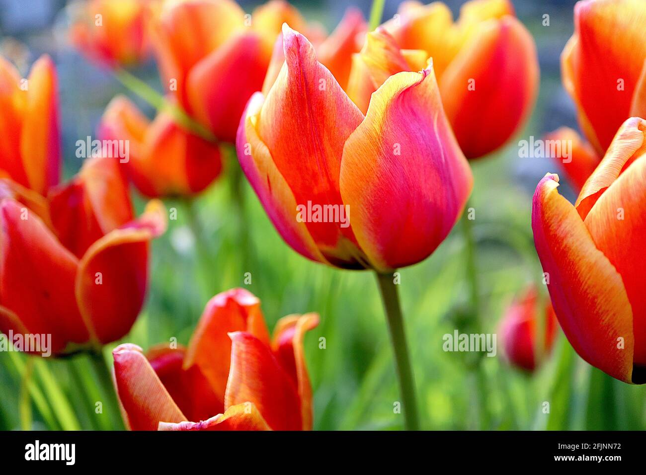 Tulipa ‘Apeldoorn Elite’ Darwin Hybrid 4 Apeldoorn Elite tulip - fiori rossi rosa scuro, bordi gialli arancio, aprile, Inghilterra, Regno Unito Foto Stock