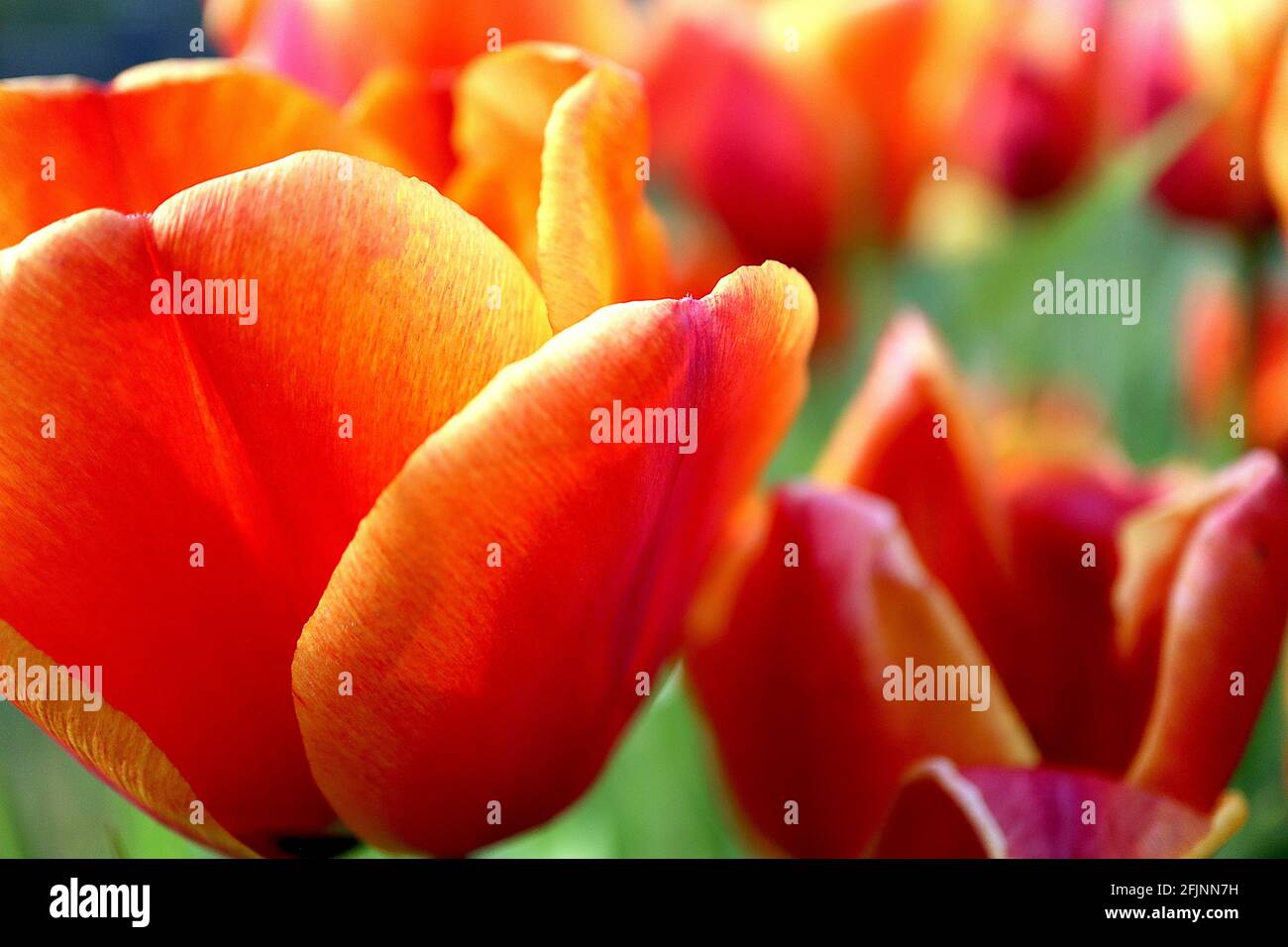 Tulipa ‘Apeldoorn Elite’ Darwin Hybrid 4 Apeldoorn Elite tulip - fiori rossi rosa scuro, bordi gialli arancio, aprile, Inghilterra, Regno Unito Foto Stock