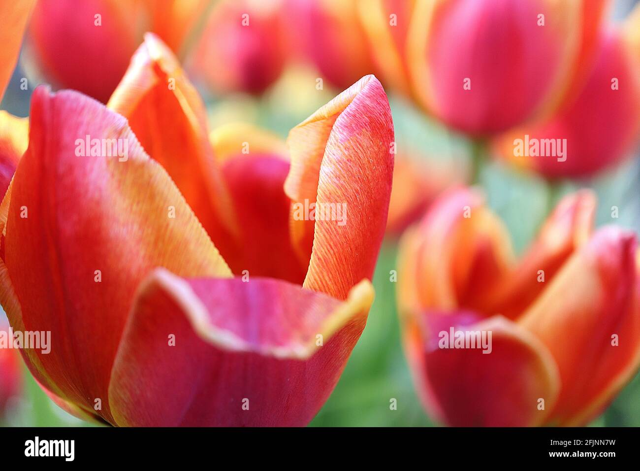 Tulipa ‘Apeldoorn Elite’ Darwin Hybrid 4 Apeldoorn Elite tulip - fiori rossi rosa scuro, bordi gialli arancio, aprile, Inghilterra, Regno Unito Foto Stock