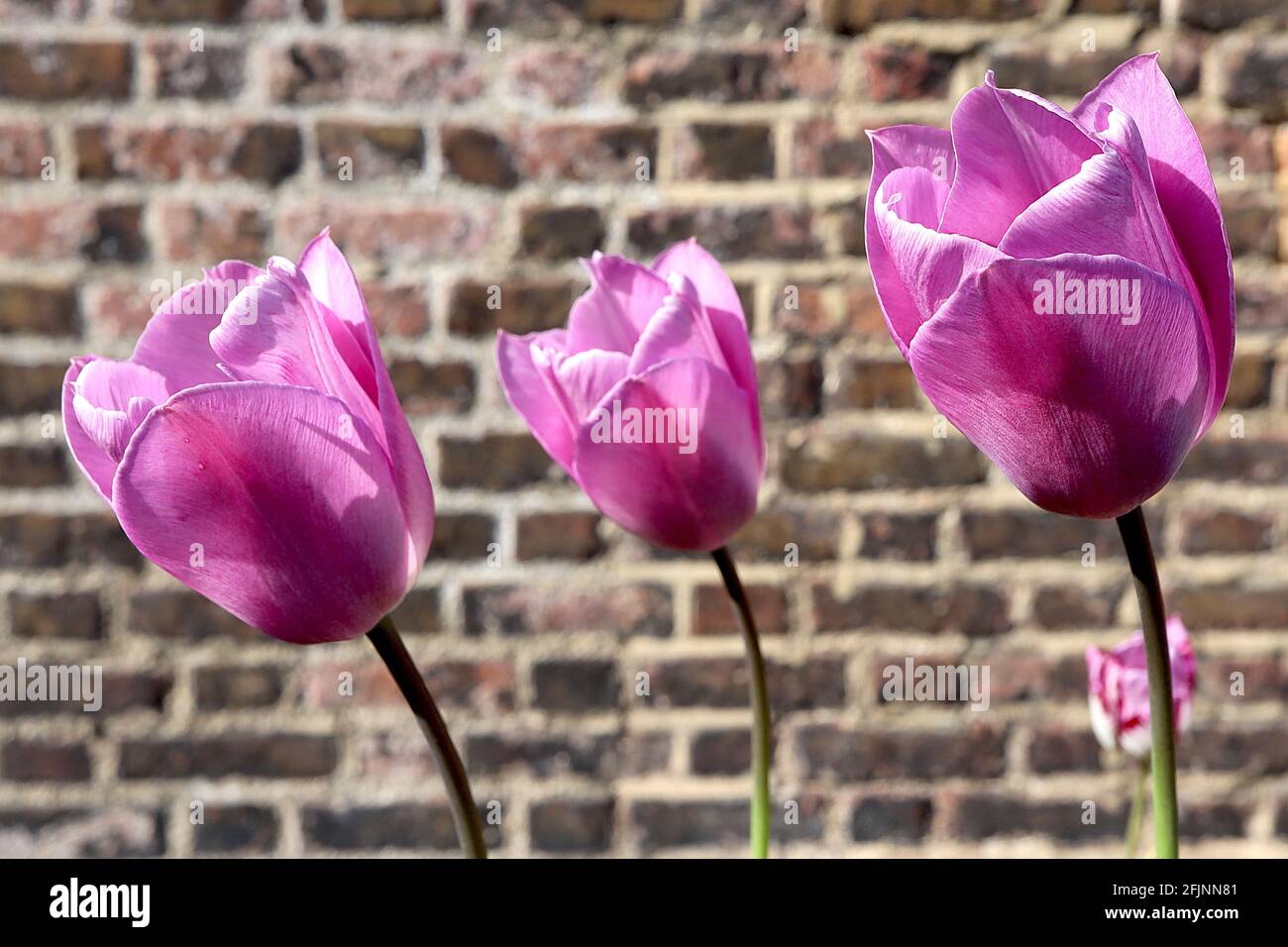 Tulipa ‘Aafke’ Single Early 1 tulipano Aafke – fiori di rosa lilla, colore rosa porpora, aprile, Inghilterra, Regno Unito Foto Stock