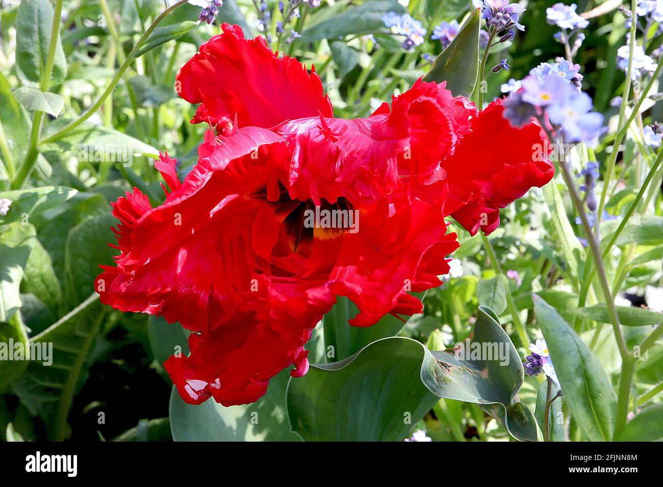 Tulipa gesneriana var dracontia ‘Parrot Rosso’ Parrot 10 Tulip di Parrot Rosso - petali rossi di scarlatto ritorto, aprile, Inghilterra, Regno Unito Foto Stock