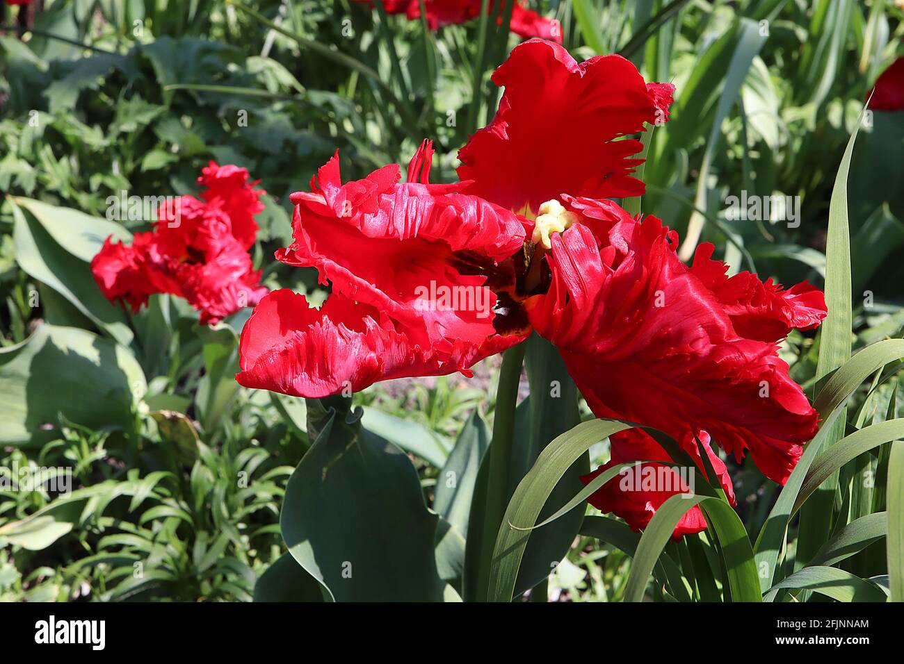 Tulipa gesneriana var dracontia ‘Parrot Rosso’ Parrot 10 Tulip di Parrot Rosso - petali rossi di scarlatto ritorto, aprile, Inghilterra, Regno Unito Foto Stock