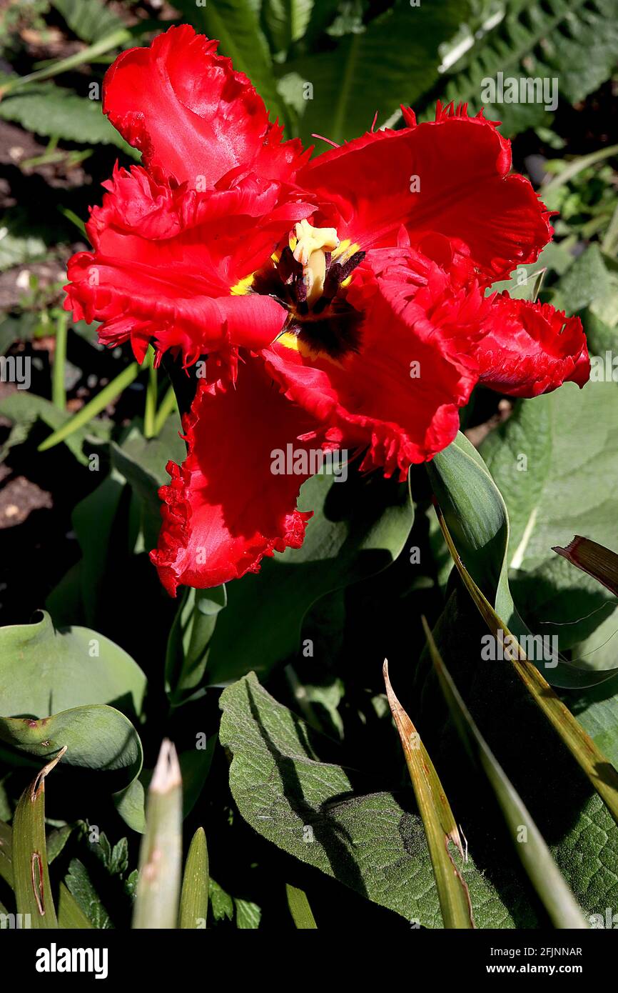 Tulipa gesneriana var dracontia ‘Parrot Rosso’ Parrot 10 Tulip di Parrot Rosso - petali rossi di scarlatto ritorto, aprile, Inghilterra, Regno Unito Foto Stock