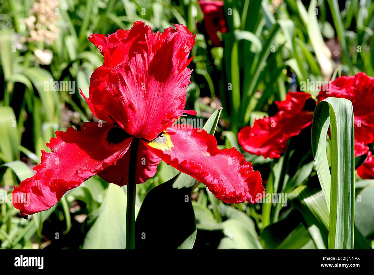 Tulipa gesneriana var dracontia ‘Parrot Rosso’ Parrot 10 Tulip di Parrot Rosso - petali rossi di scarlatto ritorto, aprile, Inghilterra, Regno Unito Foto Stock