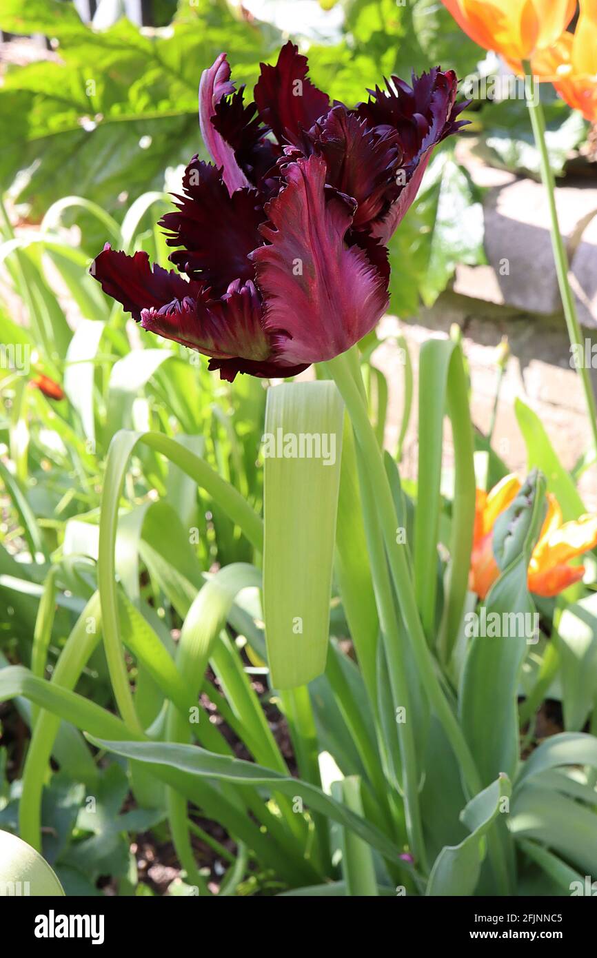 Tulipa gesneriana var dracontia ‘Parrot Nero’ Parrot 10 Tulip Parrot Nero - Twisted petali viola nero, margini magenta, fiamme verdi deboli, aprile Foto Stock