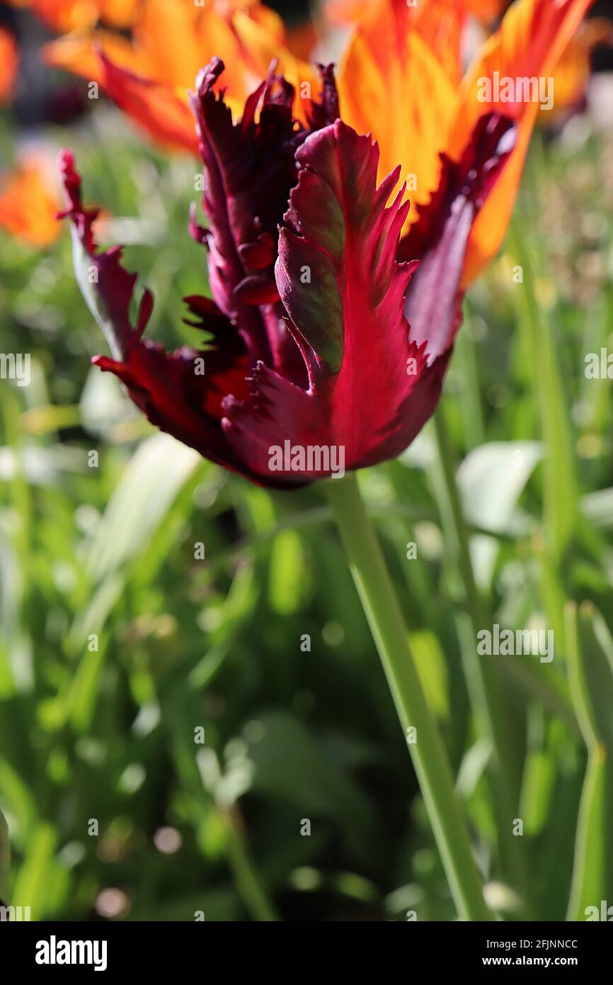 Tulipa gesneriana var dracontia ‘Parrot Nero’ Parrot 10 Tulip Parrot Nero - Twisted petali viola nero, margini magenta, fiamme verdi deboli, aprile Foto Stock