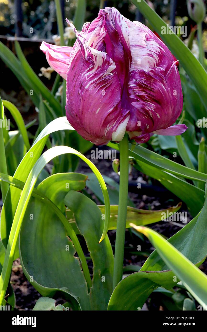 Tulipa gesneriana var dracontia ‘Parrot Mystery Arabico’ Parrot 10 Mystery Arabico Tulip Parrot - Twisted Deep porpora petali, strisce bianche, aprile, UK Foto Stock