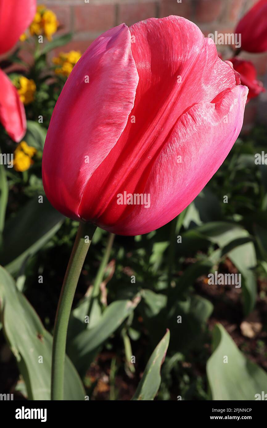 Tulipa ‘Jumbo Pink’ Triumph Tulip 3 Jumbo Tulip rosa – giganteschi fiori rosa profondi, margini bianchi fini, aprile, Inghilterra, Regno Unito Foto Stock