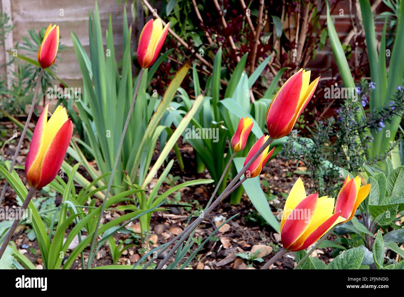 Tulipa clusiana ‘Taco’ specie tulipano 15 clusiana Taco tulipano - fiori rossi, bordi gialli, petali interni gialli, aprile, Inghilterra, REGNO UNITO Foto Stock