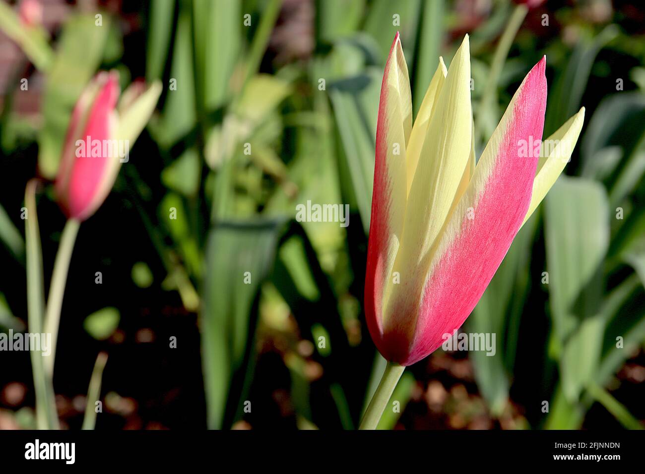 Tulipa clusiana ‘Cynthia’ specie tulipano 15 Cynthia tulipano - fiori rossi corallini, bordi gialli cremosi, aprile, Inghilterra, Regno Unito Foto Stock
