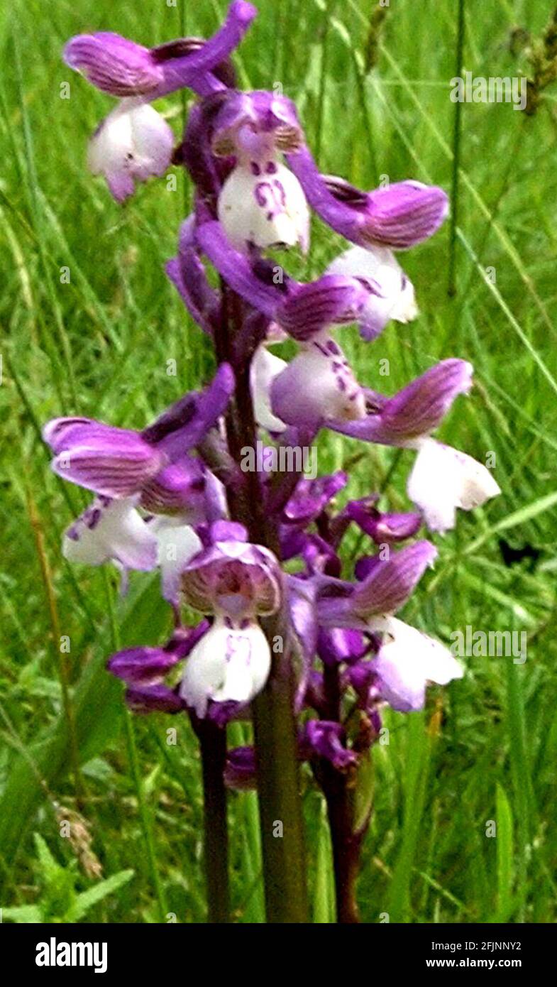 GLI OPERAI DAVE FALE E DAVE SHEPHERD, CHE SI FIDANO DELLA VITA SELVAGGIA DEL DORSET, CONDUCONO L'INDAGINE ANNUALE SULLE ORCHIDEE AD ALI VERDI PRESSO IL PRATO CORFE MULLEN DELLA FIDUCIA. PIC MIKE WALKER, 2002 Foto Stock