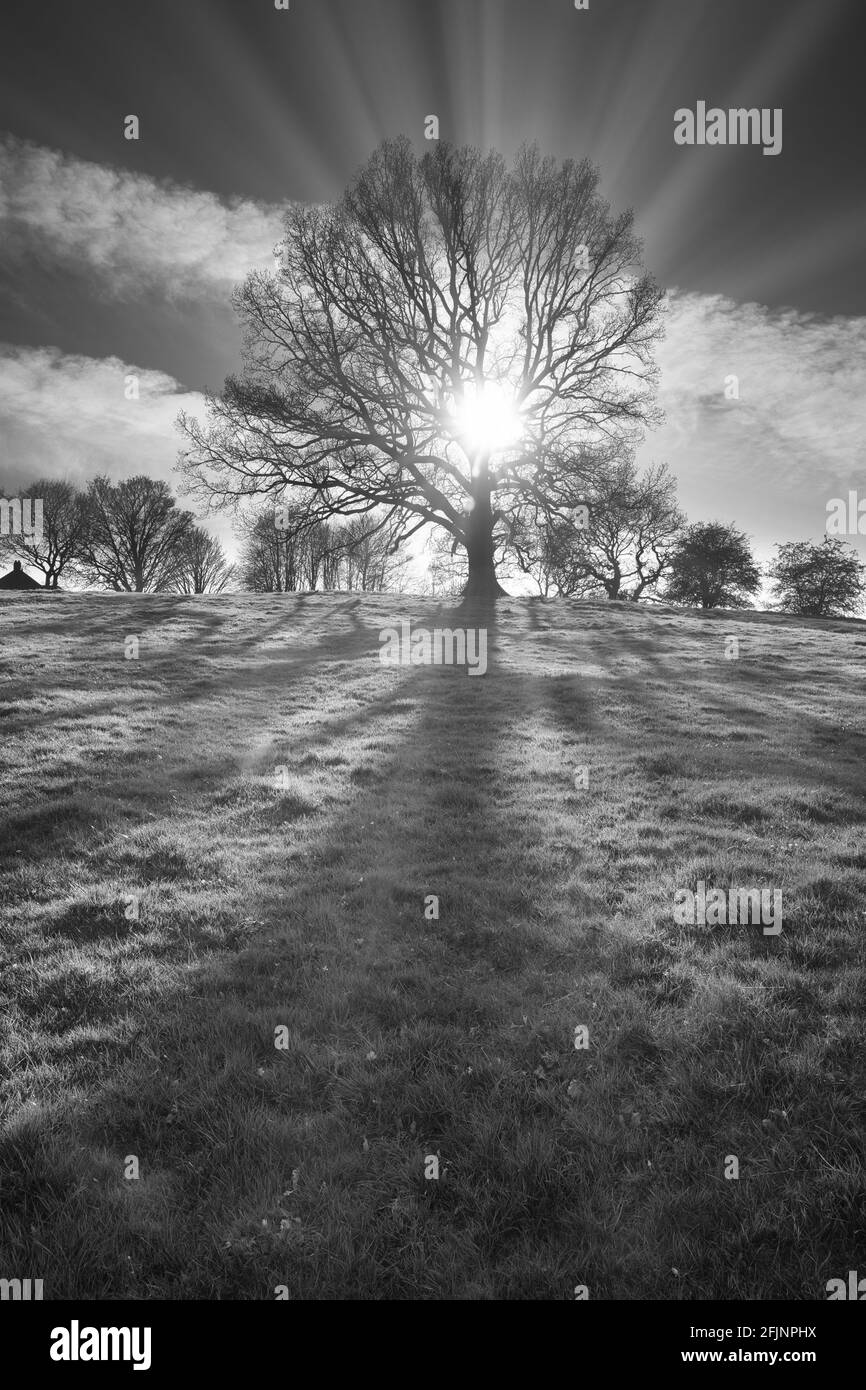 Un'immagine drammatica in bianco e nero di un albero di quercia con il sole che splende attraverso i rami. Contea di Durham, Inghilterra, Regno Unito. Foto Stock