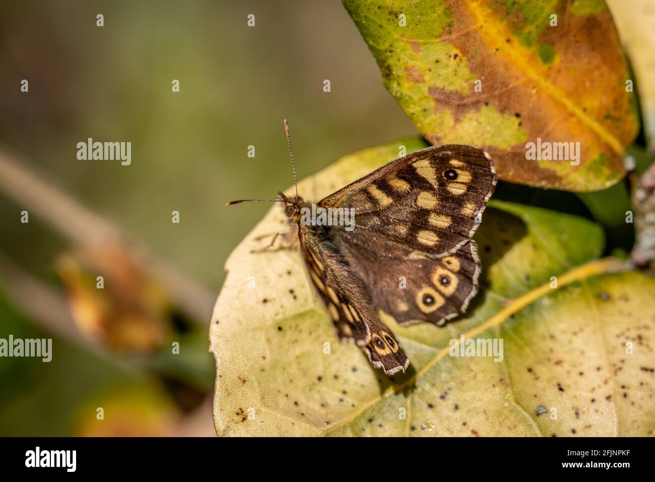 Farfalla di legno macchiato "Pararge aegeria" Foto Stock