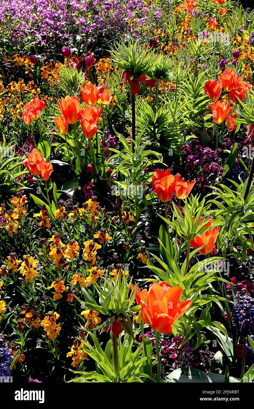 Tulipa / Tulipano ‘Orange Emperor’ Tulipa / Tulipano ‘Purple Prince’ aprile, Inghilterra, Regno Unito Foto Stock