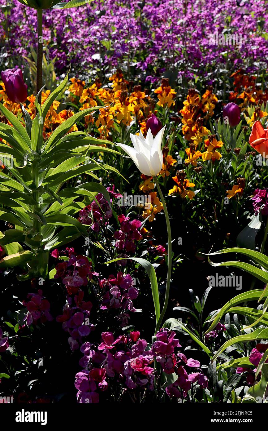 Tulipa ‘White Triumphator’ Lily Flowering 6 White Triumphator Tulip – puri fiori bianchi, base gialla, aprile, Inghilterra, Regno Unito Foto Stock