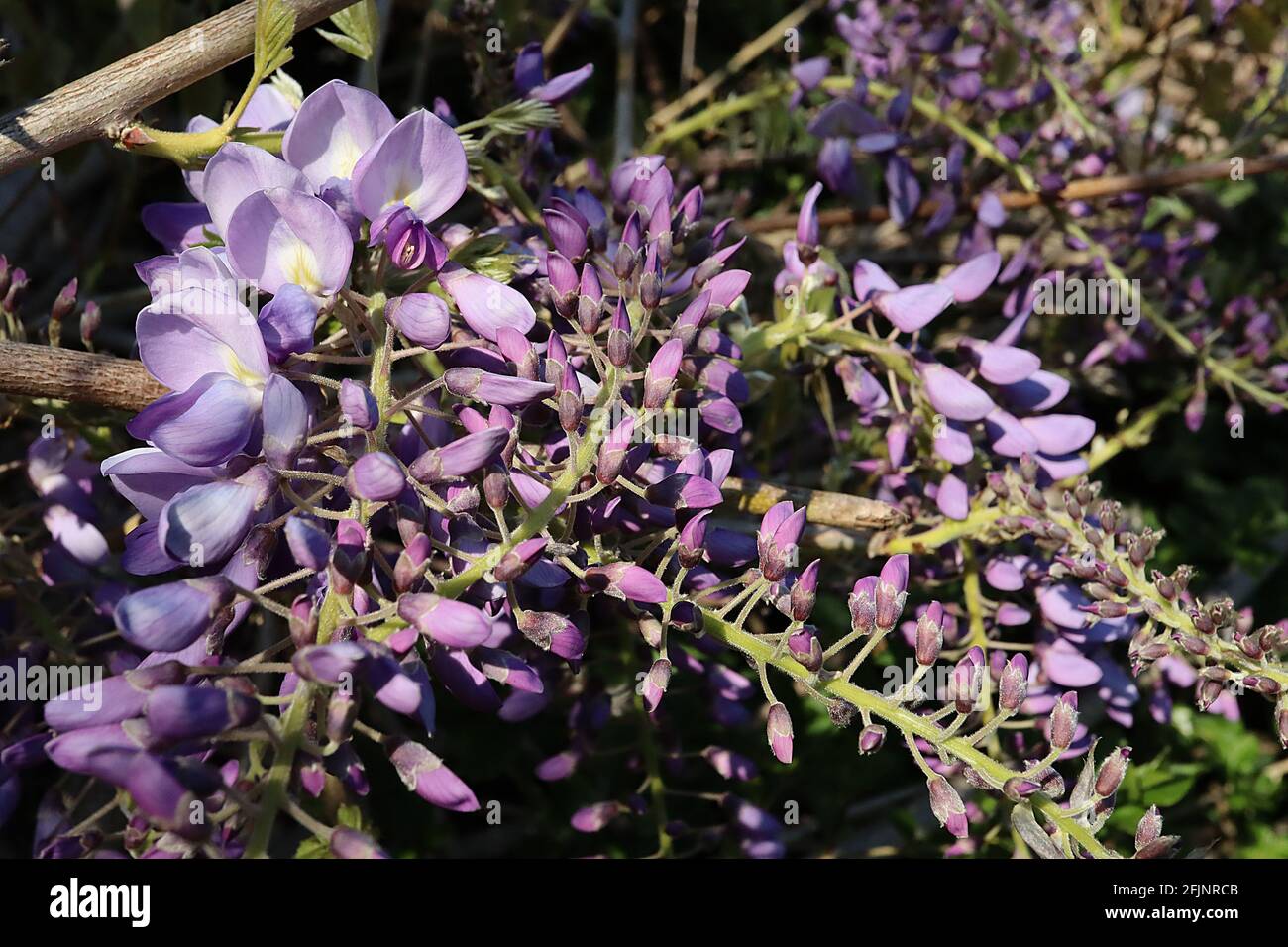 Wisteria brachybotrys ‘Okayama’ glicosa wisteria Okayama – grappoli a cascata di fiori viola a forma di pisello, aprile, Inghilterra, Regno Unito Foto Stock