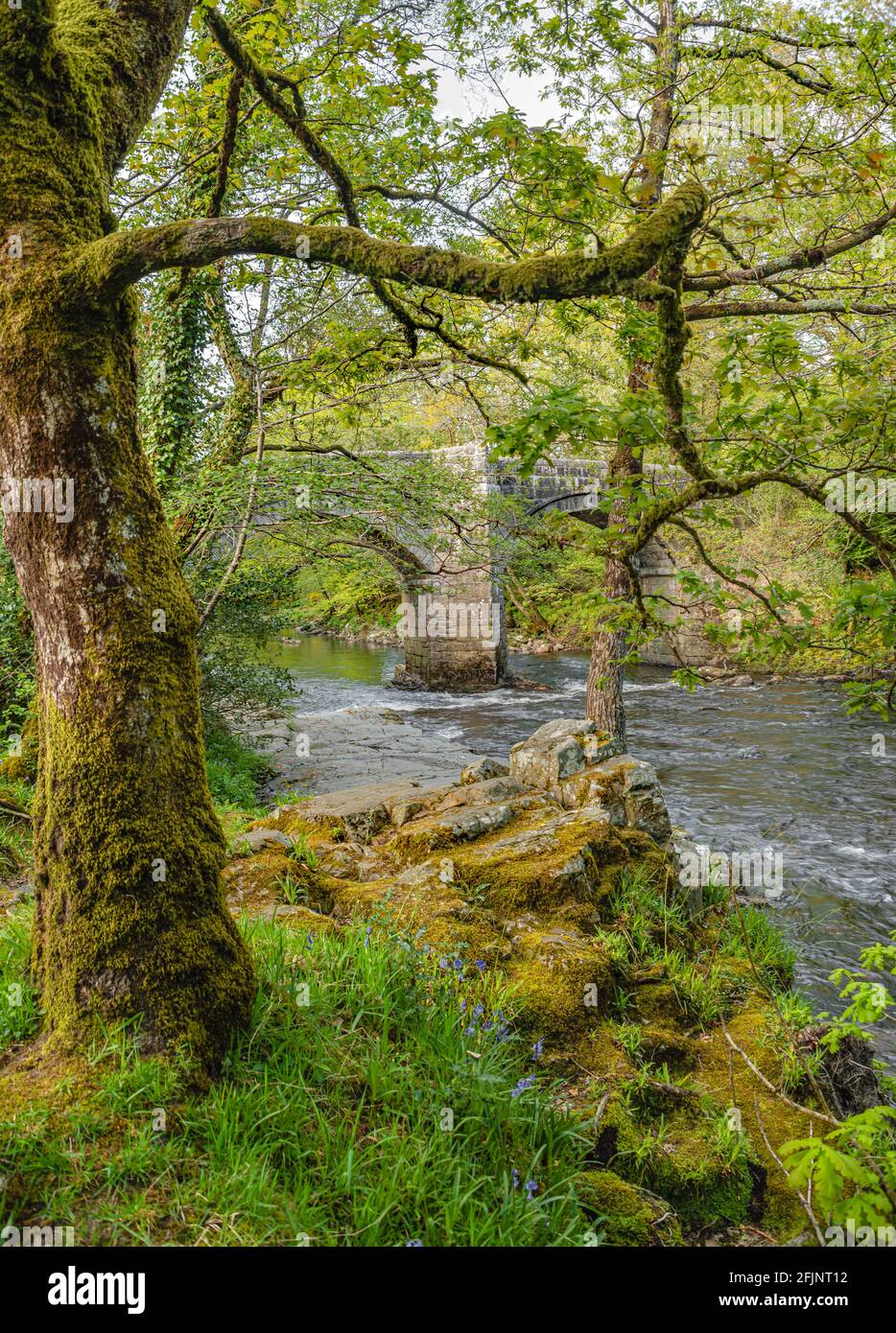 Riverside foresta di querce al Dartmoor National Park, Devon, Inghilterra, Regno Unito Foto Stock
