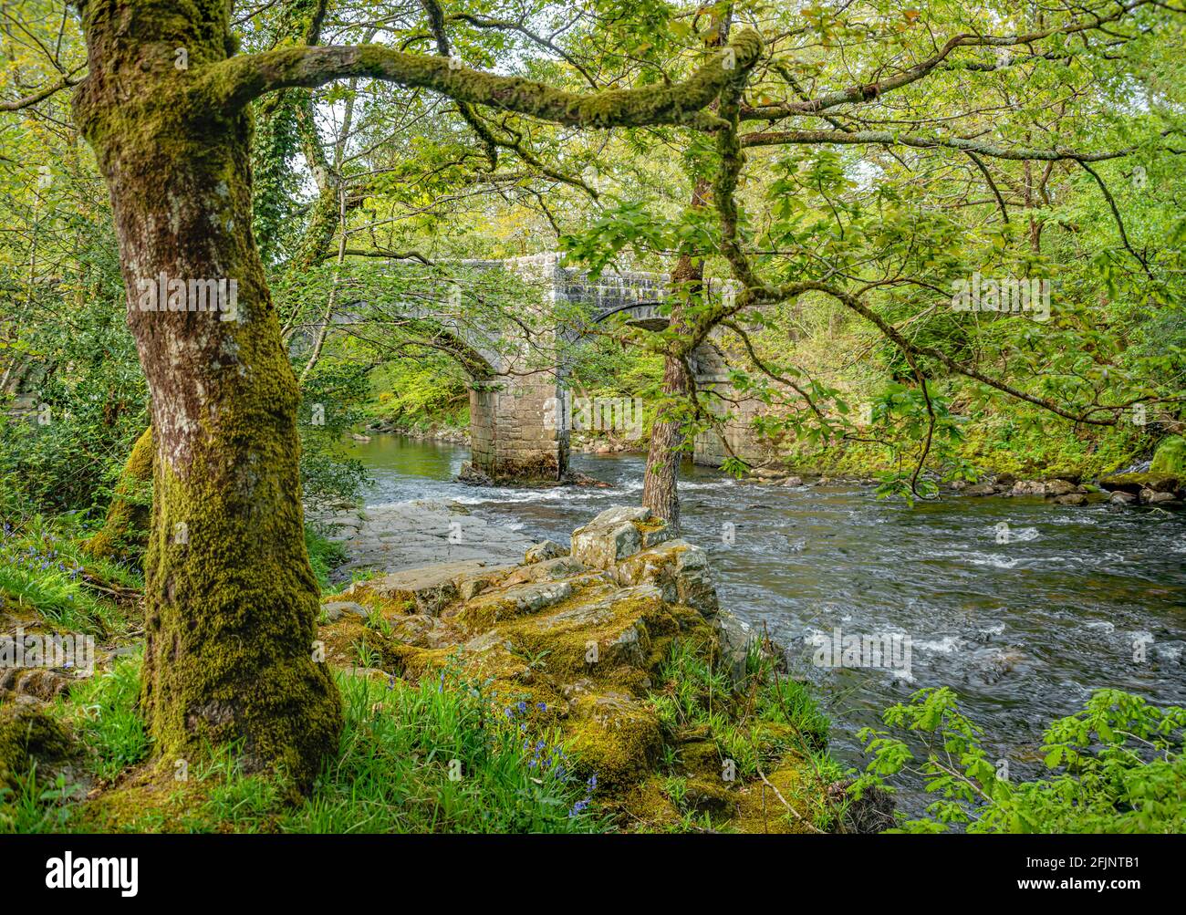 Riverside foresta di querce al Dartmoor National Park, Devon, Inghilterra, Regno Unito Foto Stock