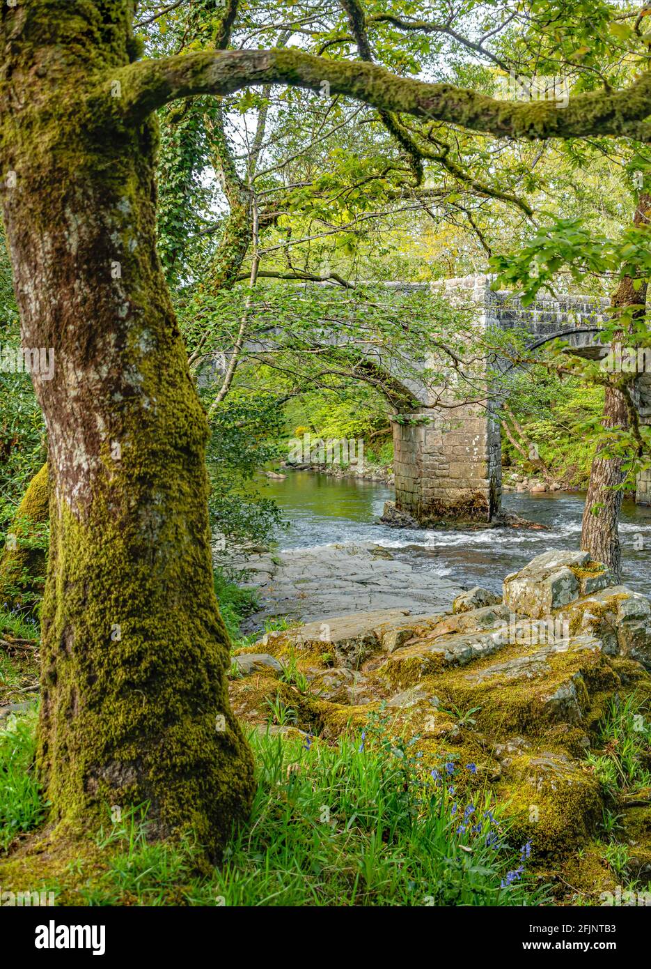 Riverside foresta di querce al Dartmoor National Park, Devon, Inghilterra, Regno Unito Foto Stock