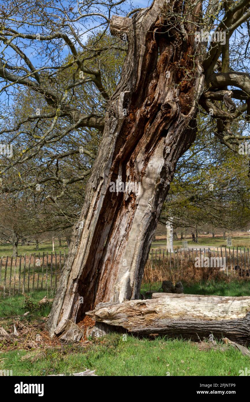 Un albero ancora in piedi ma molto morto che è parzialmente crollato a Richmond Park, Londra, Regno Unito. Foto Stock