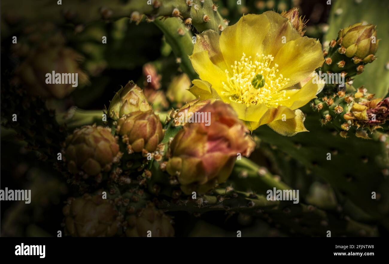 Prickly Pear Cactus Blossoms primi piani Foto Stock