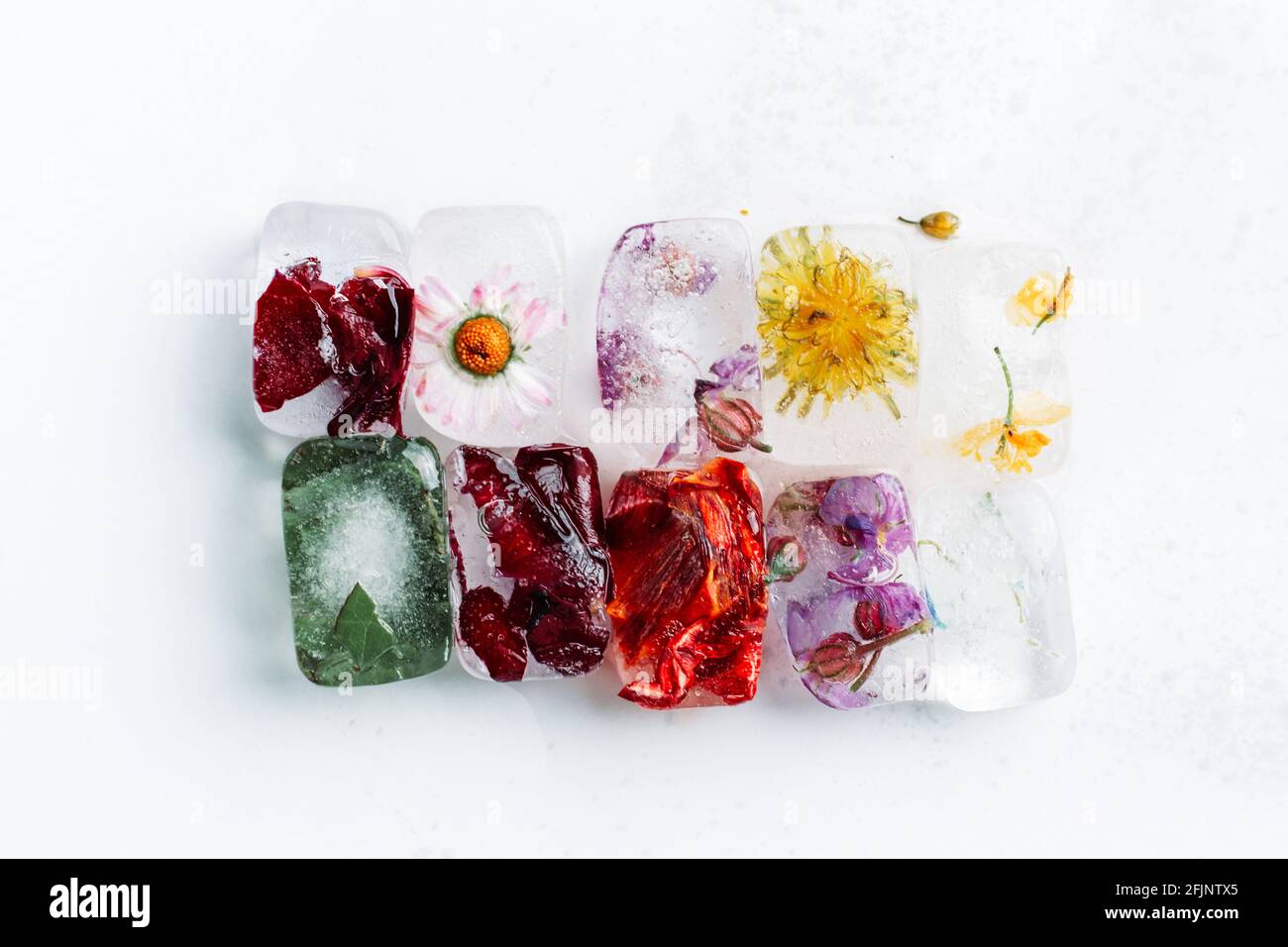Cubetti di ghiaccio con fiori all'interno su sfondo bianco. Foto Stock