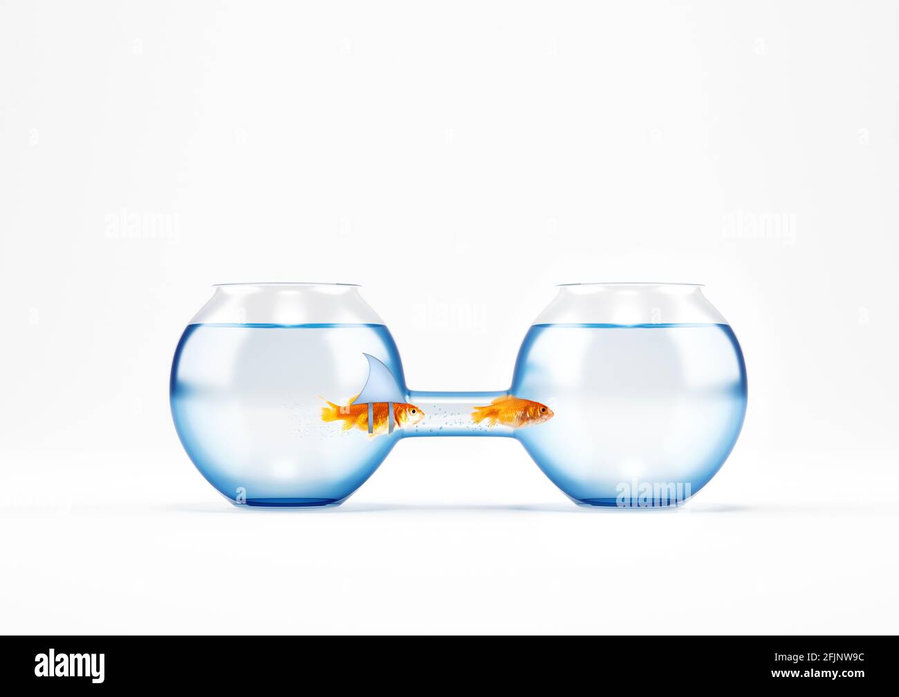 Lo squalo falso vuole raggiungere un pesce rosso ma esso non può passare attraverso il passaggio a causa delle sue grandi dimensioni Foto Stock