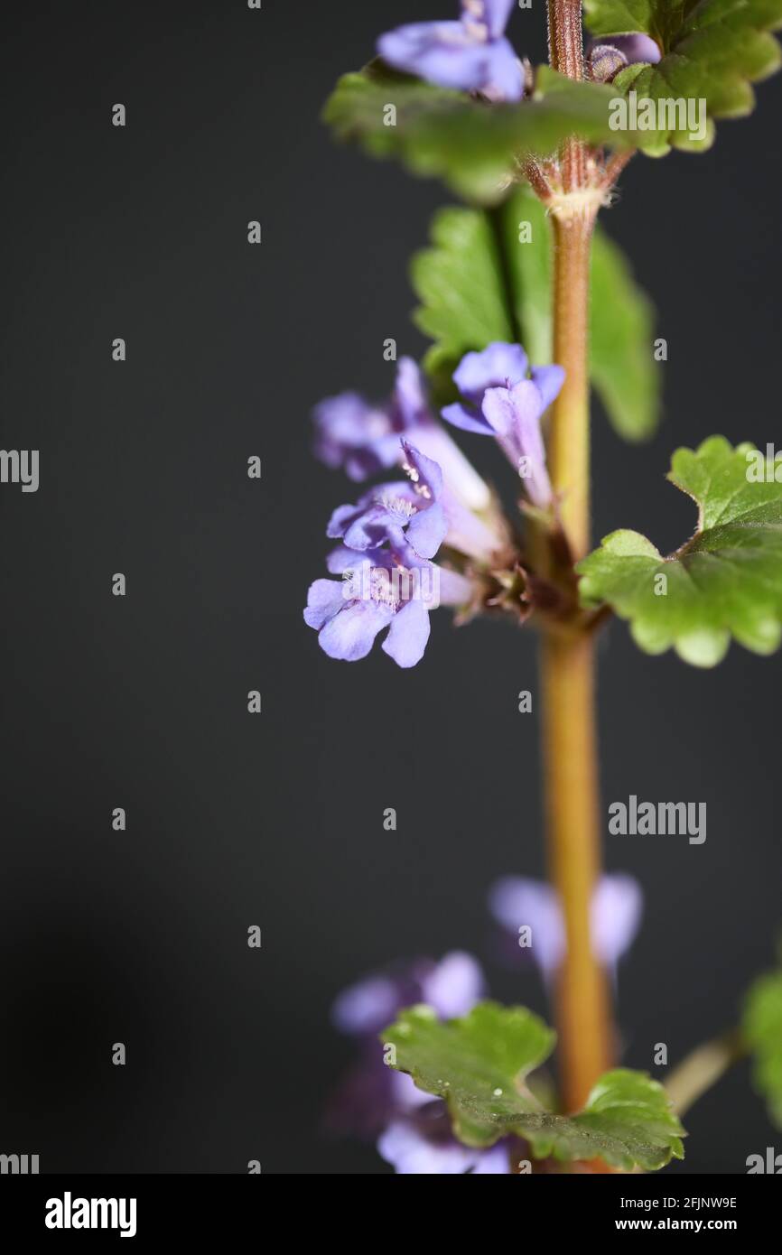 Fiori di lila selvatici piccoli fiori di glechoma hederacea L. famiglia lamiaceae botanica stampe moderne di alta qualità Foto Stock