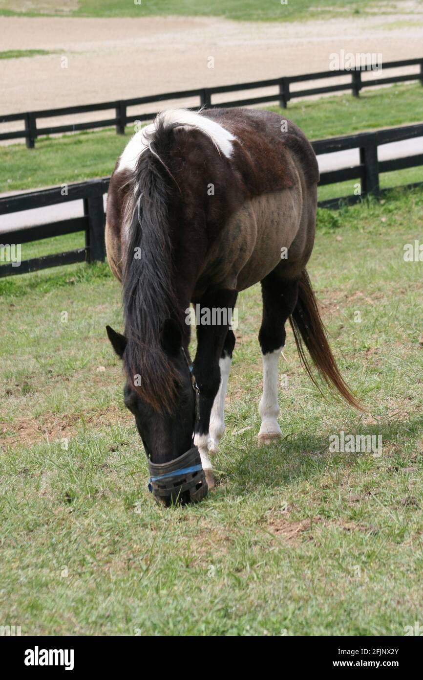Kentucky Horse Park, evento di tre giorni 2021. Questo è il primo giorno dei tre giorni. L'evento si è svolto senza tifosi presenti. Foto Stock
