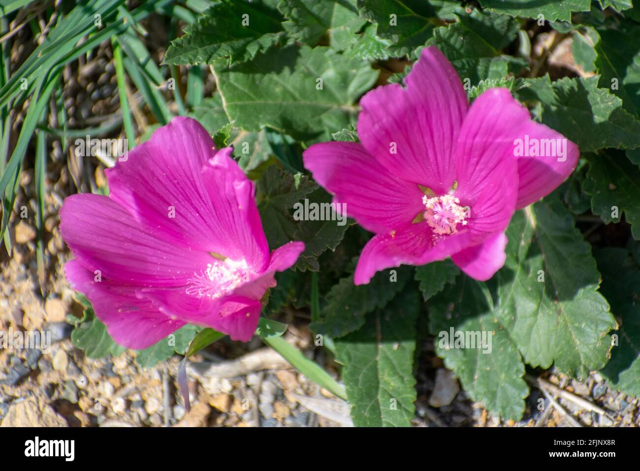 Primo piano di Royal Mallow (Malva trimestris) Foto Stock