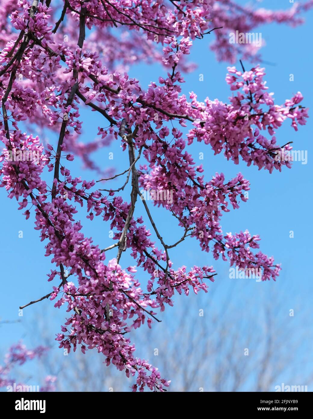 Primo piano di rami di albero di redbud orientale in fiore, Cercis canadensis, contro un cielo blu. Primavera a Wichita, Kansas, USA. Foto Stock