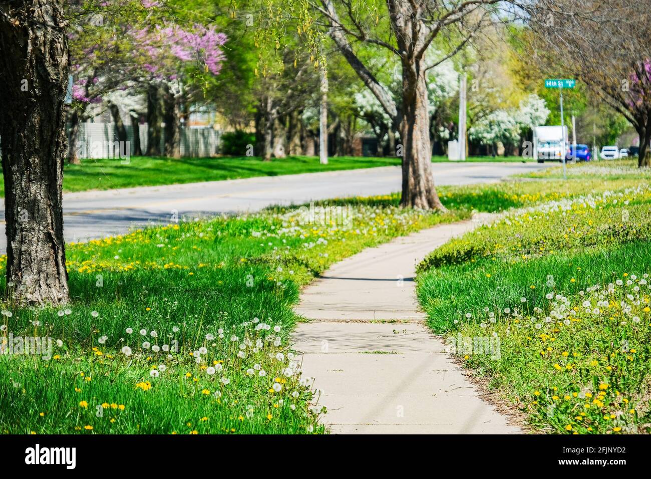 Andelioni comuni, i fiori commestibili e le teste di semina, T officinale, in primavera. Kansas, Stati Uniti. Foto Stock