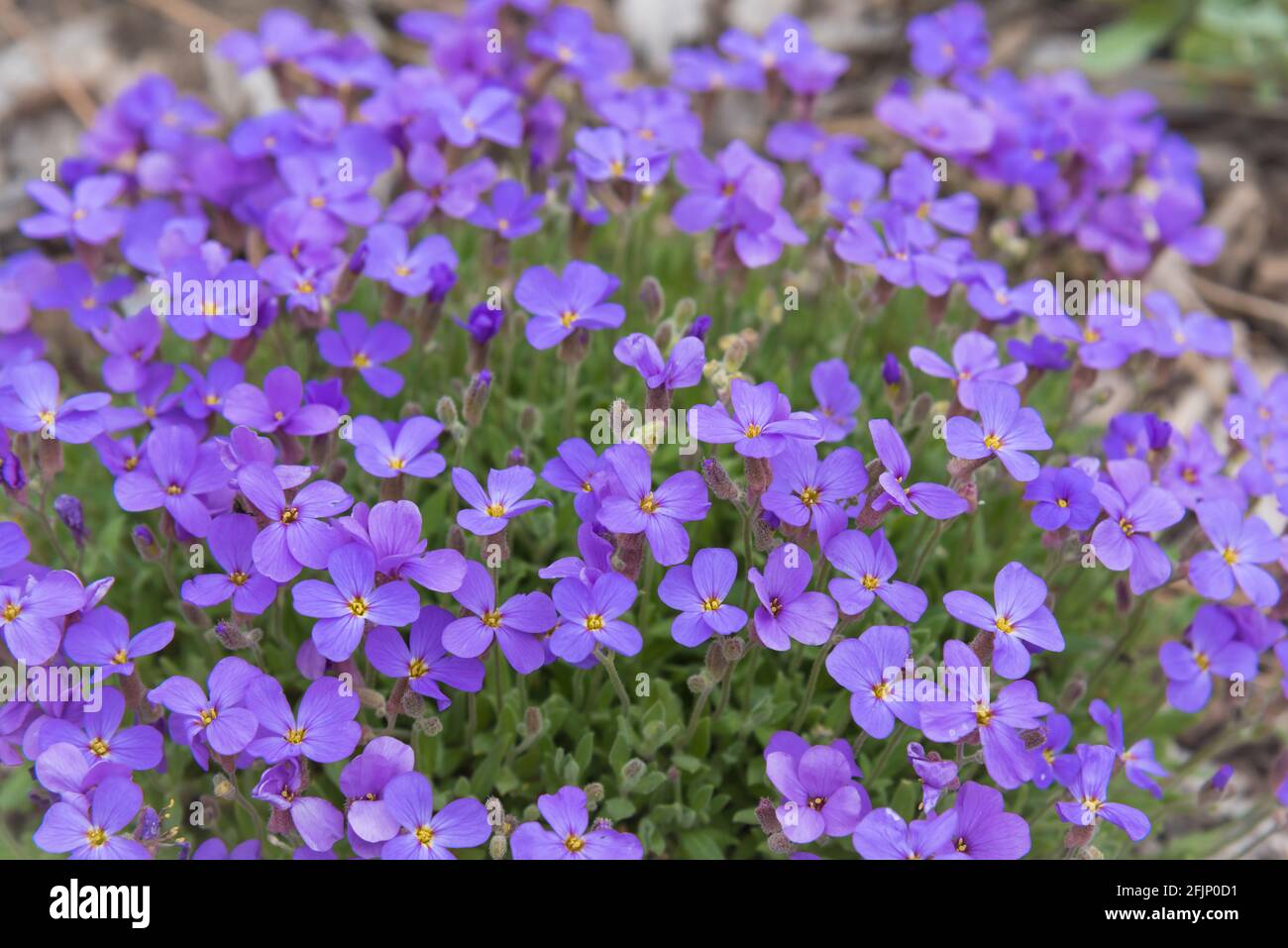 Primo piano di fiori di flox viola a bassa crescita in primavera Foto Stock