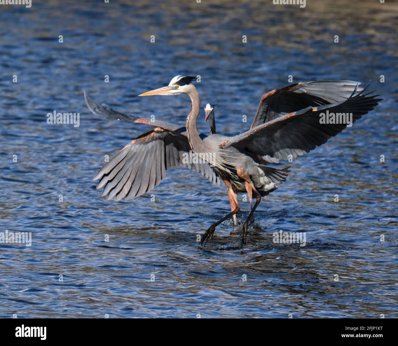 Grandi aironi azzurri, Ardea herodias, fanno un ritorno sul canale Rideau a Ottawa. Un paio viene la pesca nelle acque del lago artificiale di Dow, proteggendo il proprio territorio. Foto Stock