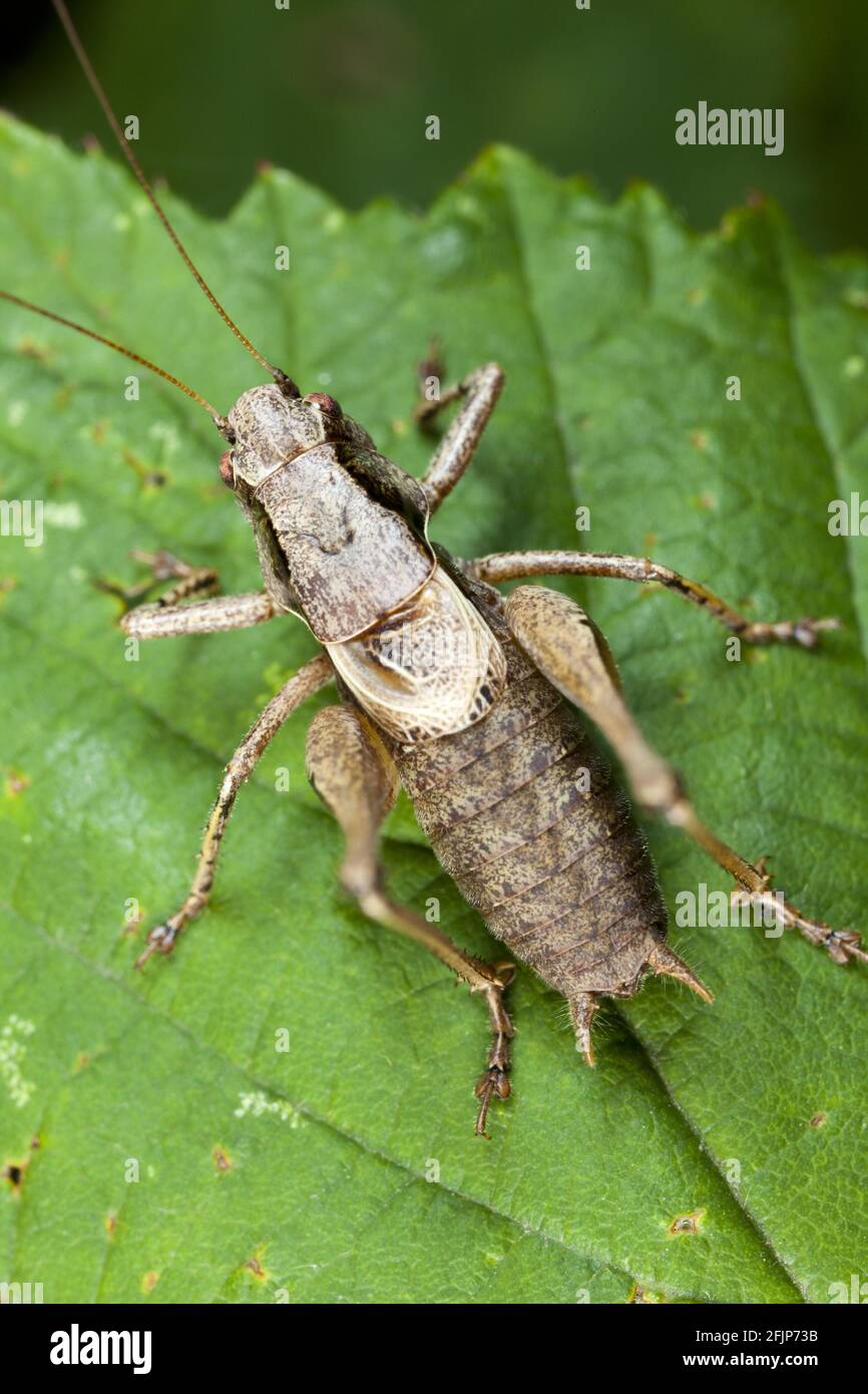 Bush-Cricket scuro (Pholidoptera griseoaptera) Foto Stock