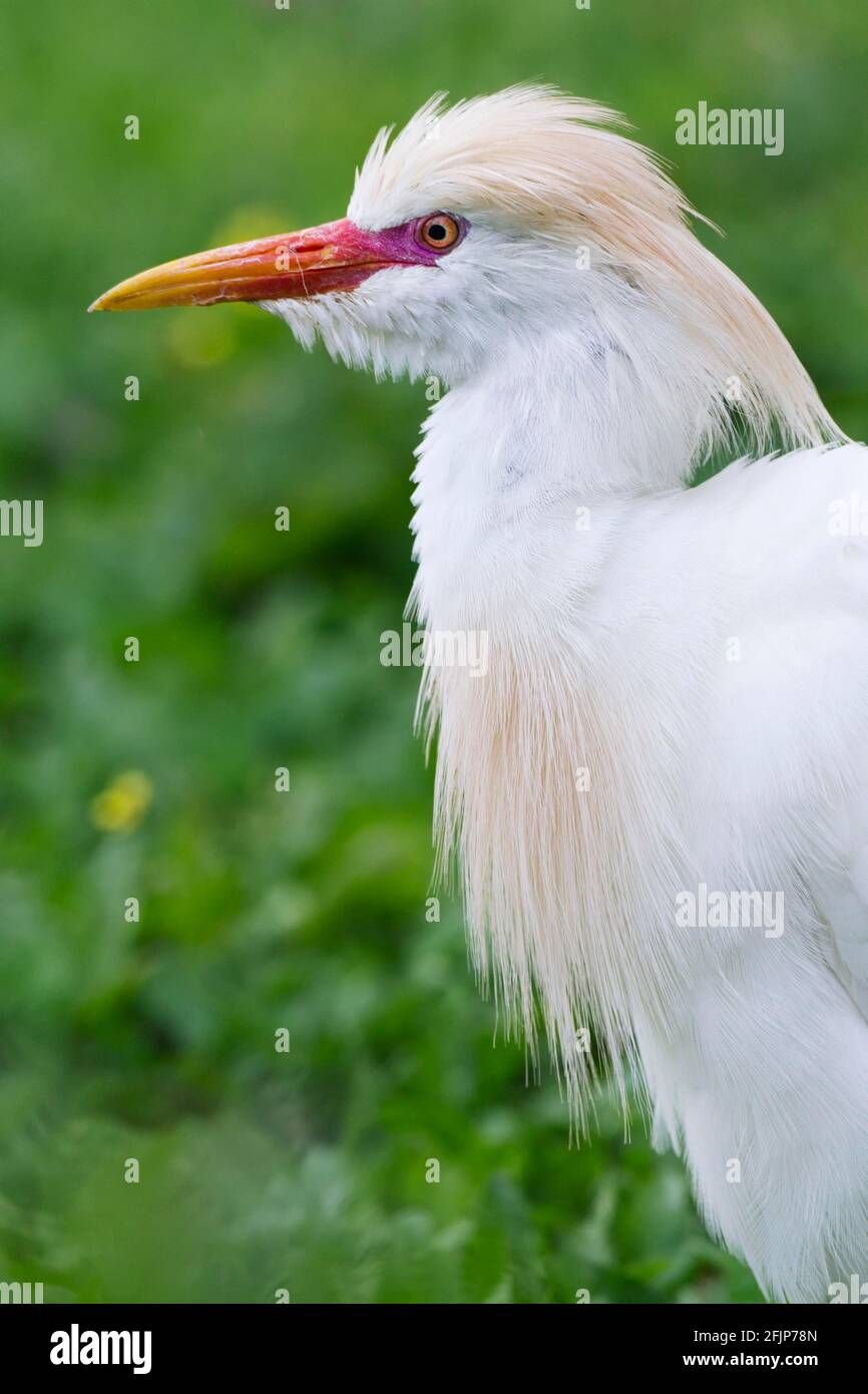 Cattle Egret, (Ardeola ibis, Bubulcus ibis), Francia Foto Stock