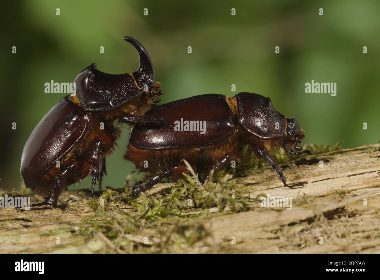 Rinoceros Beetle, coppia, Germania (Oryctes nasicornis), laterale Foto Stock