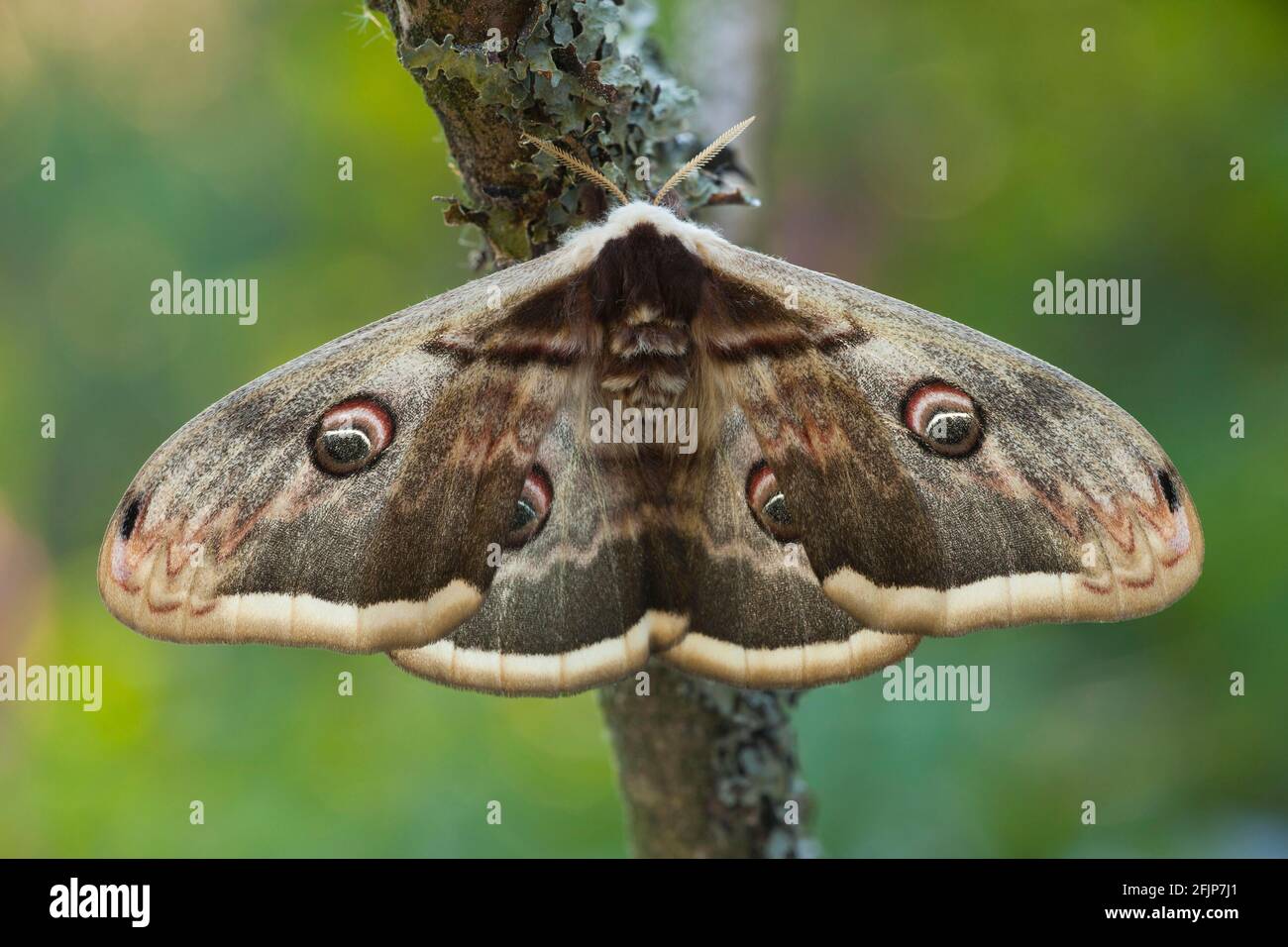 Saturnia pyri (Saturnia pyri) femmina, Germania Foto Stock